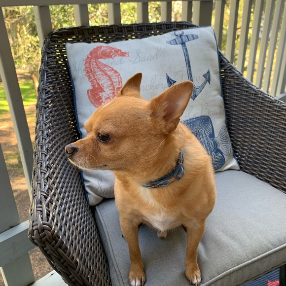 HEY Y’ALL! I’m Shellie😃Let’s POSH! Offers Welcome - Picture 4 of 5